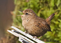 Troglodytes paciﬁcus 